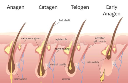 Hair Growth Cycle: Key Phases and Their Impact on Health